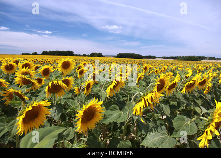 Dans un champ de tournesols prises dans le département français de la Vienne en France Banque D'Images