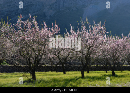 Amandiers en fleurs sur les contreforts de la Sierra Bernia, Province d'Alicante, Communauté Valencienne, Espagne Banque D'Images