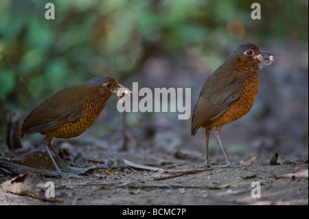 Grallaire géante Grallaria gigantea se nourrissant de vers informatiques cloud forest Paz de las Aves Andes Pichincha Équateur Amérique du Sud Banque D'Images