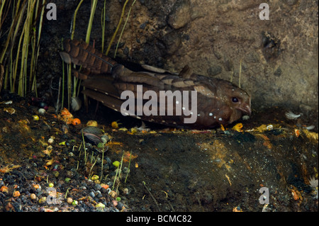 L'(Steatornis caripensis Oilbirds) reposant dans la grotte au cours de la journée, les noix de palme éparpillés autour de Pichincha Équateur Banque D'Images