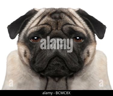 Le PUG, 4 ans, devant un fond blanc, studio shot Banque D'Images