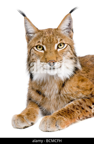 Le Lynx d'Eurasie, Lynx lynx, 5 ans, devant un fond blanc, studio shot Banque D'Images