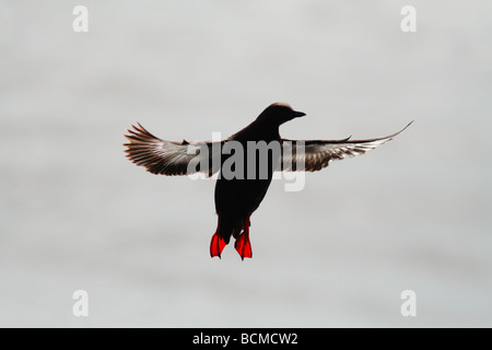 Guillemot guillemot rouge ou en vol au dessus de l'eau. Banque D'Images