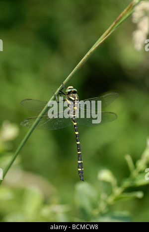 Golden-ringed Dragonfly (Cordulegaster boltoni) Banque D'Images