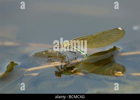 Demoiselle (Calopteryx splendens bagués) ponte Banque D'Images