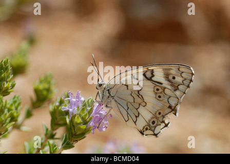 Balkan marbled white (Melanargia larissa) Banque D'Images