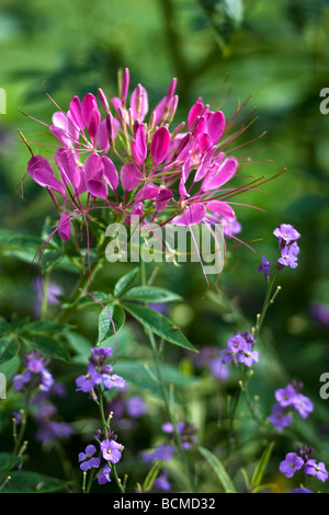 Fleur Cleome rose également connu sous le nom de Fleur araignée Banque D'Images