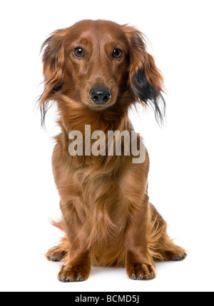 Vue avant d'un teckel chien assis regardant la caméra, 1 ans, devant un fond blanc Banque D'Images