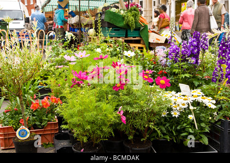 Fleur d'un stand au marché de l'agriculteur jeudi dans le typique marché anglais ville de Devizes Wiltshire England UK Banque D'Images