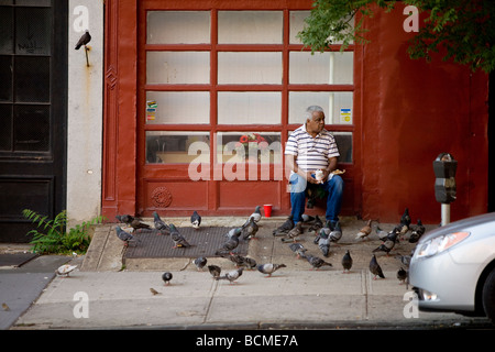 Homme nourrir les pigeons sur la rue de Brooklyn, NY, USA Banque D'Images