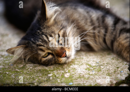 Alley Cat dans les rues de Dubrovnik - Croatie Banque D'Images