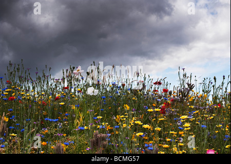 Fleurs sauvages dans la campagne anglaise. L'Angleterre Banque D'Images