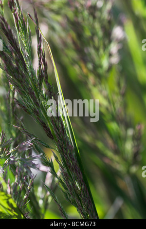 Stipa brachytricha herbe Reed Plume coréen aka Calamagrostis brachytricha Achnatherum brachytricha Banque D'Images