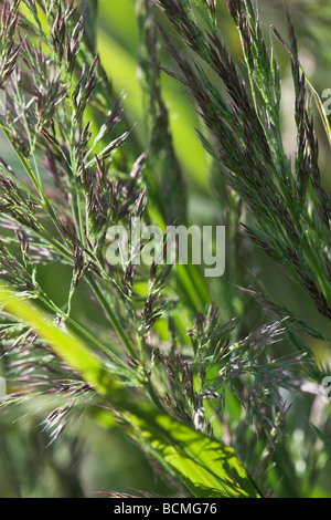 Stipa brachytricha herbe Reed Plume coréen aka Calamagrostis brachytricha Achnatherum brachytricha Banque D'Images