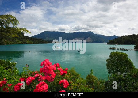 Te Mahia, Marlborough Sounds, île du Sud, Nouvelle-Zélande Banque D'Images