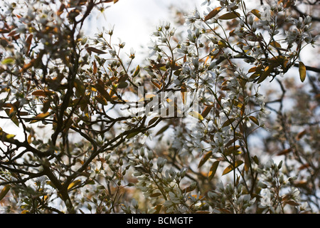 L'Amélanchier Amelanchier fleurs ou Juneberry lamarckii originaire d'Amérique du Nord, mais a été naturalisée en Europe Banque D'Images