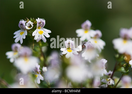 L'euphraise euphrasia officinalis flower Levin Nature Réserver Sussex UK Banque D'Images