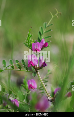 Vesce commune Vicia sativa Climping SSSI Sussex UK Banque D'Images