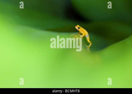 Fusée d'or grenouille (Colostethus beebei, Anomaloglossus beebei) dans le réservoir, Broméliacées Kaieteur National Park, le Guyana. Vulnérables. Banque D'Images