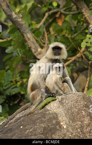 Animaux singe écureuil singe Langur Hanuman assis sur une roche mère de câliner un jeune dans la jungle Banque D'Images