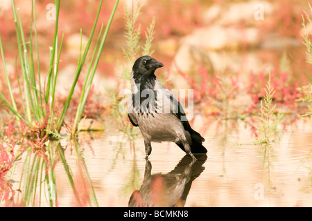 Les plaines côtières d'Israël Hooded Crow Corvus cornix Banque D'Images
