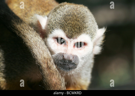 Les singes écureuils sont les singes du Nouveau Monde du genre Saimiri qu'ils sont le seul genre de la sous-famille des Saimirinae Banque D'Images