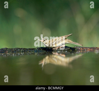 Pipit des arbres Anthus trivialis Hongrie Banque D'Images