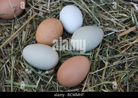 Les oeufs de poulet fraîchement posées, les couleurs naturelles portant sur le foin Banque D'Images