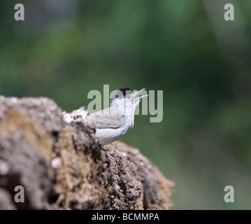 Sylvia atricapilla Blackcap Hongrie Homme Banque D'Images