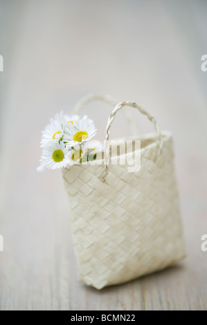 L'Erigeron karvinskianus. Fleurs Daisy Fleabane dans un petit sac tissé Banque D'Images