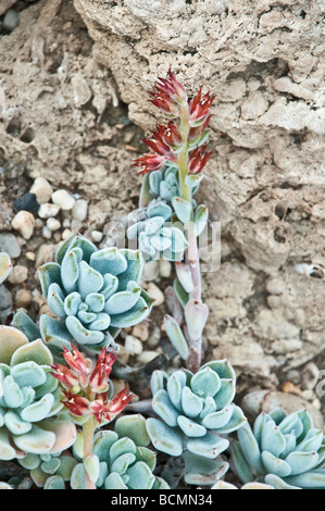 Cactus, succulentes, Crassulaceae, Echeveria leucotricha, au Mexique (Puebla) Banque D'Images