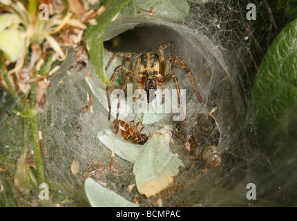 L'Araignée labyrinthe tuer une fourmi volante sur un tapis d'émeraude petite espèce d'ailes en entrée web Banque D'Images