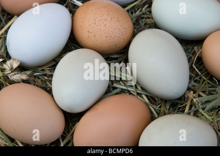 Les oeufs de poulet fraîchement posées couleurs naturelles.portant sur le foin Banque D'Images