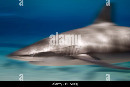 Requin baleine en bronze Banque D'Images