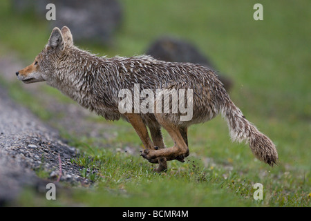 Le coyote à la mi-course de sprint à travers un champ à traverser une route Banque D'Images