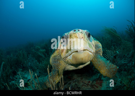 Les tortues caouannes (Caretta caretta) photographié sous l'eau à la Paul's Reef à Palm Beach, en Floride. Banque D'Images