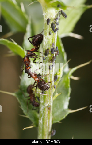 La défense de fourmis cheval les pucerons. Banque D'Images