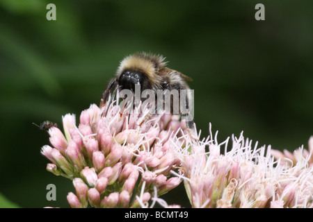 Un Coucou bourdon (Bombus) barbutellus probablement sur l'Eupatorium cannabinum, Chanvre-aigremoine Banque D'Images