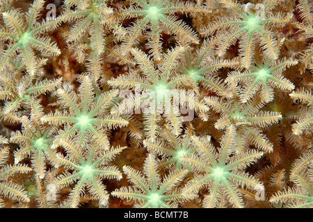 Les coraux mous aussi connu sous le nom de fougère arborescente ou palm coraux, Clavularia sp Banque D'Images