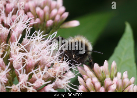Un Coucou bourdon (Bombus) barbutellus probablement sur l'Eupatorium cannabinum, Chanvre-aigremoine Banque D'Images