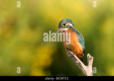 Kingfisher Alcedo atthis Common Kingfisher eurasien AKA ou River Kingfisher Israël Octobre Banque D'Images