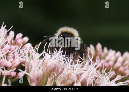 Un Coucou bourdon (Bombus) barbutellus probablement sur l'Eupatorium cannabinum, Chanvre-aigremoine Banque D'Images