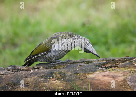 Les jeunes européens Pic Vert Picus viridis recherche de nourriture avec timon long sur rotton log in Oxfordshire Jardin Banque D'Images