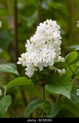 SYRINGA VULGARIS LILAS COMMUN VESTALE Banque D'Images