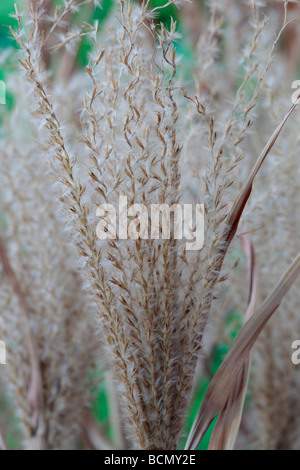 Miscanthus sinensis 'Zebrinus' AGM (Zebra) graines d'herbe morte. Banque D'Images