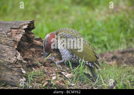 Les jeunes européens Pic Vert Picus viridis recherche de nourriture avec timon long sur rotton log in Oxfordshire Jardin Banque D'Images