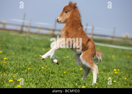 Classique poney cheval - élevage poulain Banque D'Images