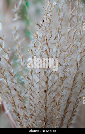 Miscanthus sinensis 'Zebrinus' AGM (Zebra) graines d'herbe morte. Banque D'Images