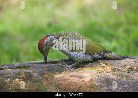 Les jeunes européens Pic Vert Picus viridis recherche de nourriture avec timon long sur rotton log in Oxfordshire Jardin Banque D'Images