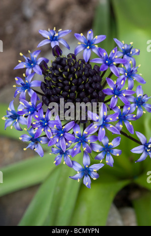 SCILLA PERUVIANA CLOSE UP Banque D'Images